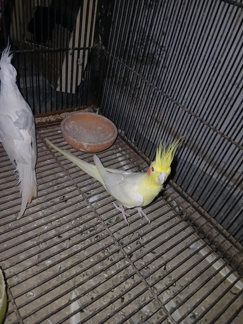Premium Quality Cockatiel Breeding Pair for Sale