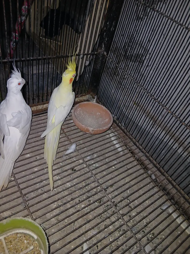 Premium Quality Cockatiel Breeding Pair for Sale — photo 2