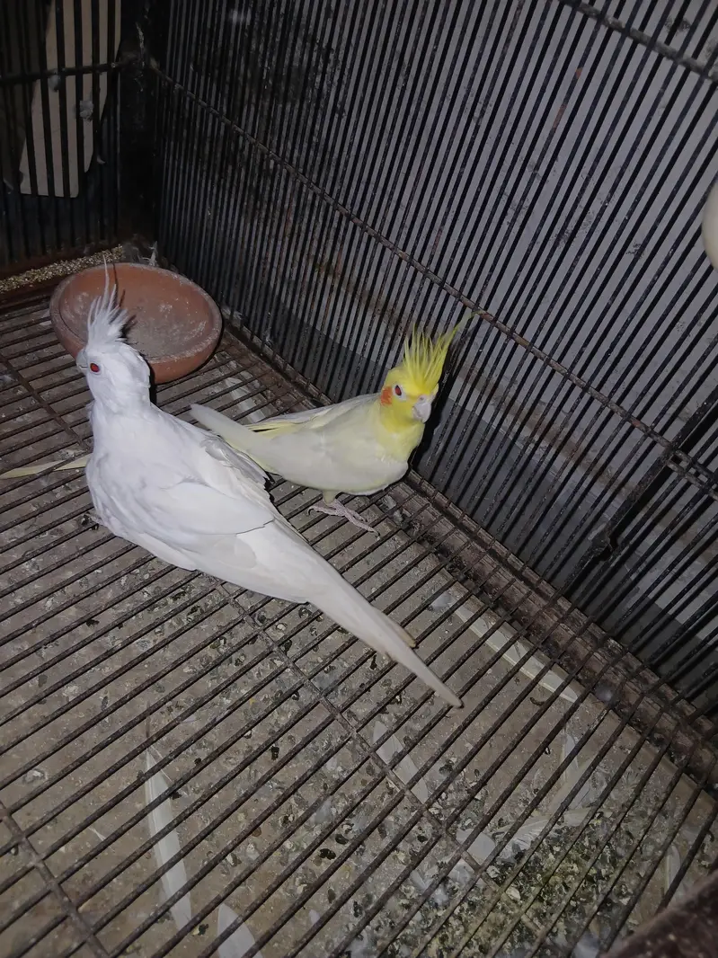 Premium Quality Cockatiel Breeding Pair for Sale — photo 3