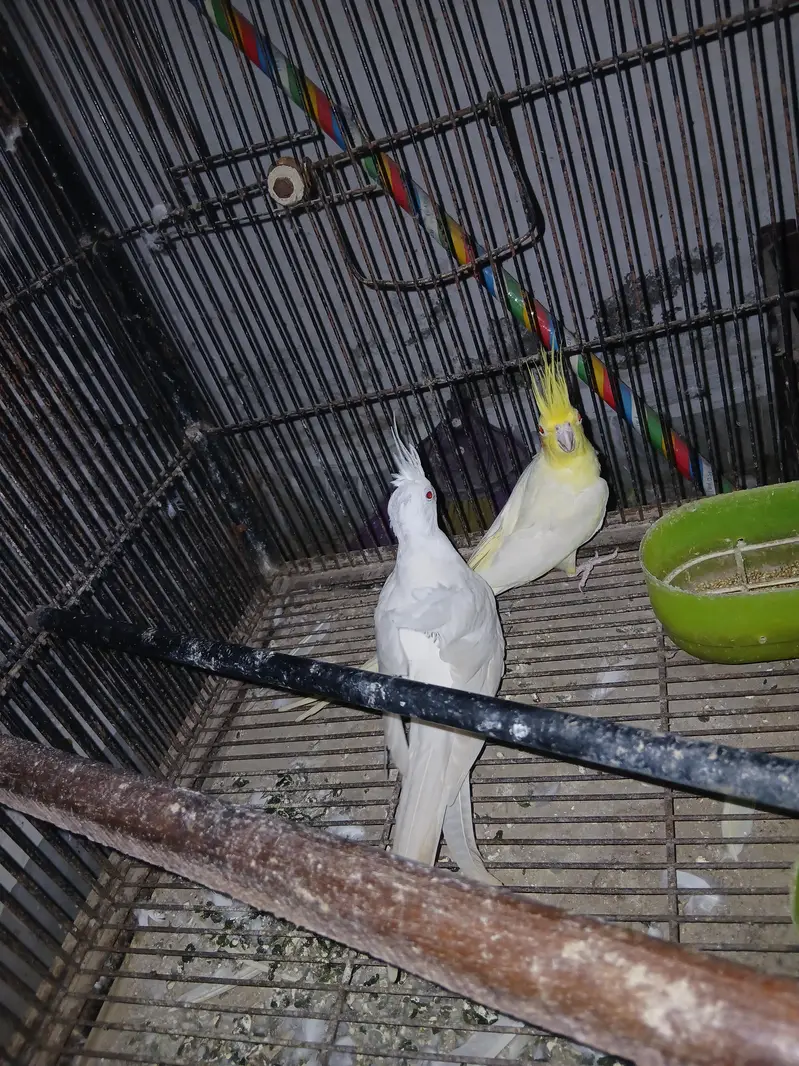 Premium Quality Cockatiel Breeding Pair for Sale — photo 4