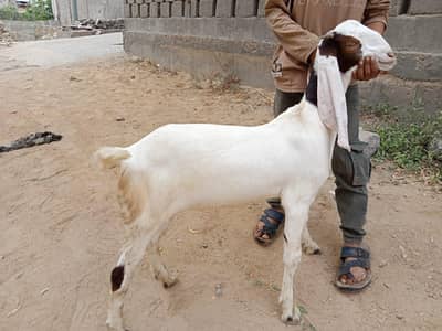 Healthy Bakri with Active Bachha For sale