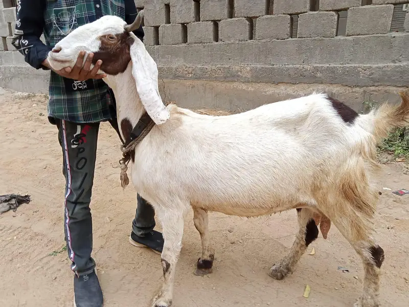 Healthy Bakri with Active Bachha For sale — photo 2