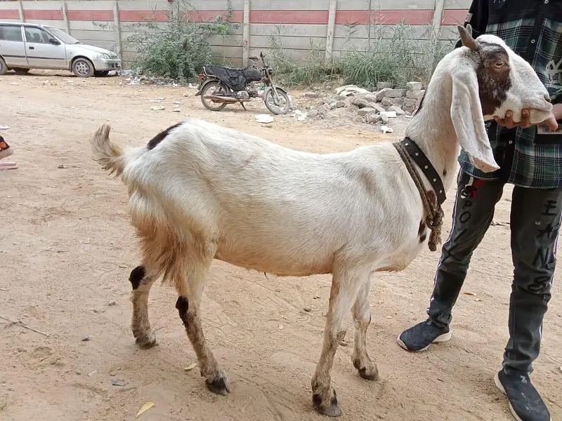 Healthy Bakri with Active Bachha For sale — photo 3