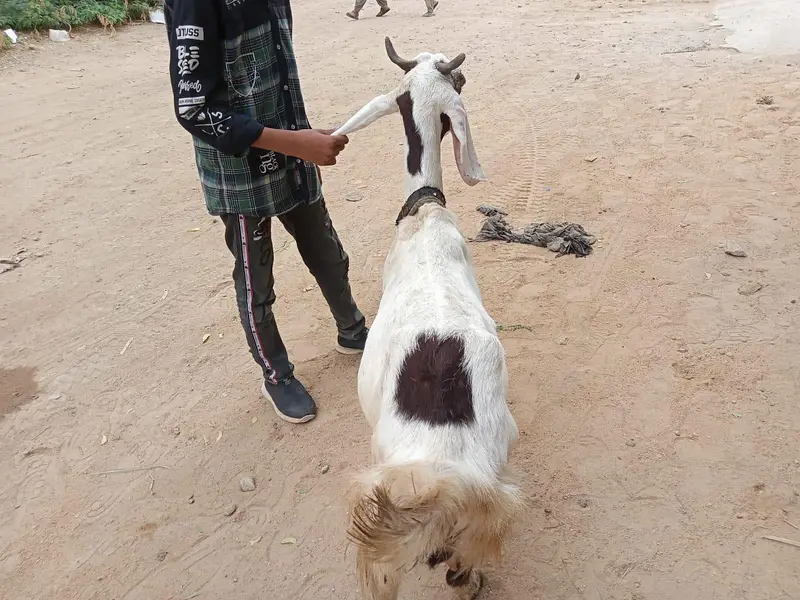 Healthy Bakri with Active Bachha For sale — photo 4