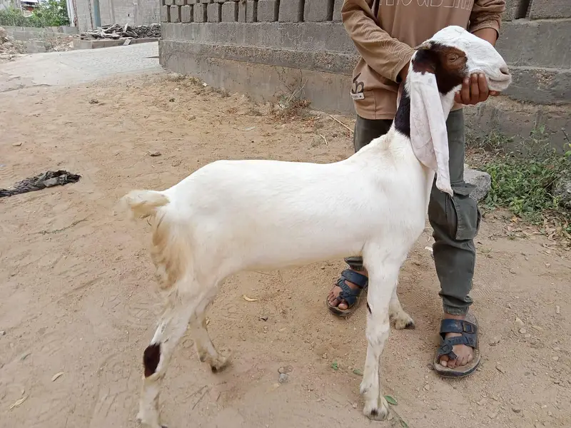 Healthy Bakri with Active Bachha For sale — photo 5