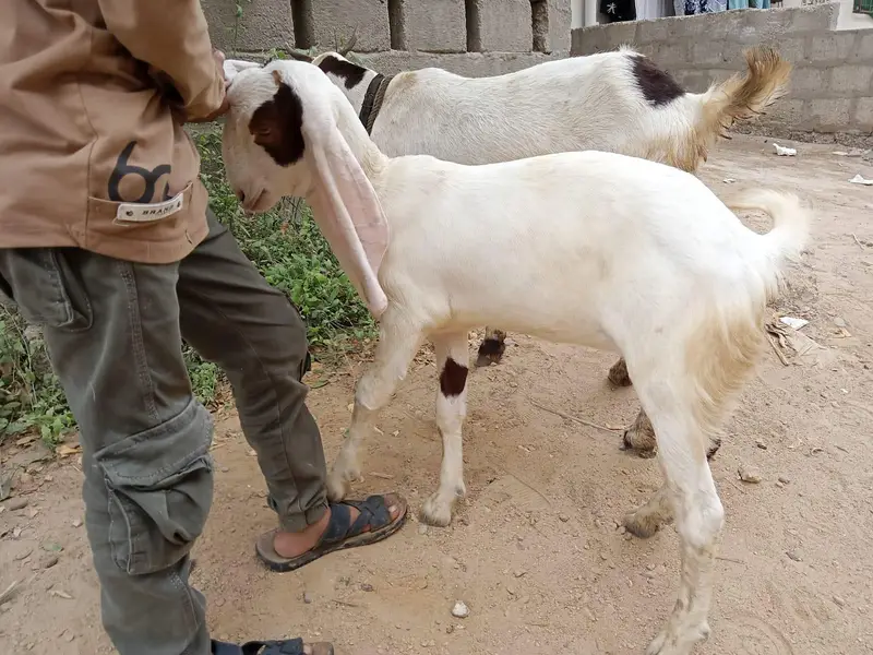 Healthy Bakri with Active Bachha For sale — photo 6