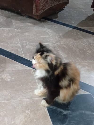 Persian Calico long hair