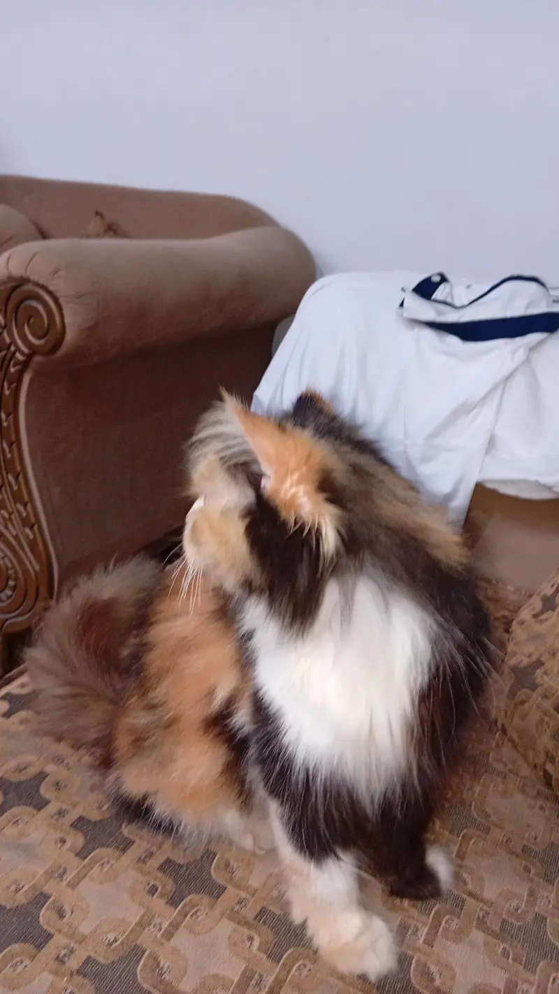 Persian Calico long hair — photo 2