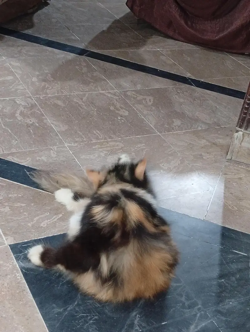 Persian Calico long hair — photo 3