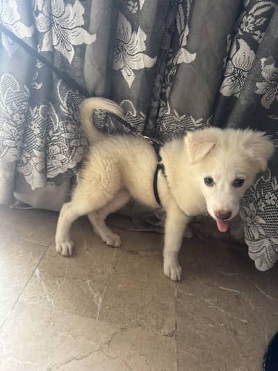 Russian dog
