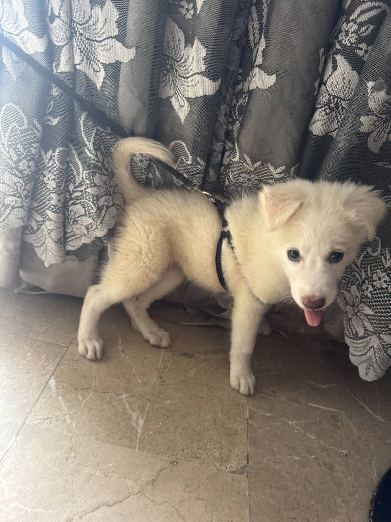 Russian dog 0