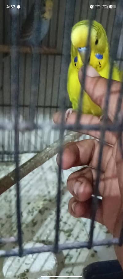 TCB budgies