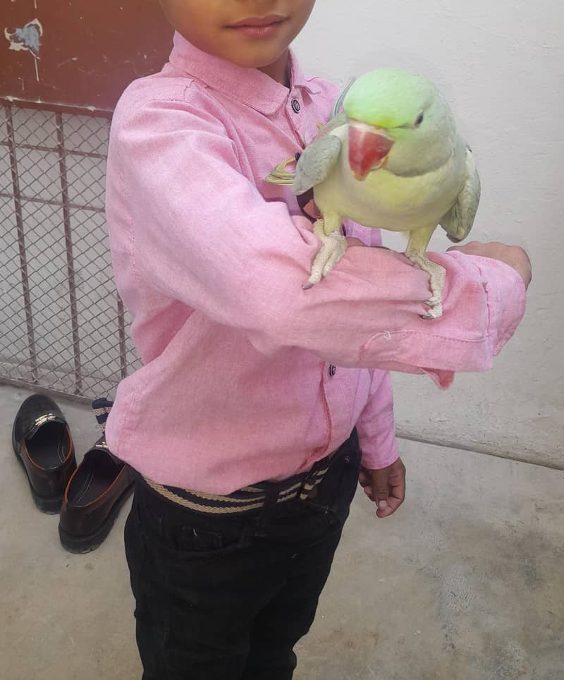 Raw parrots Handtime + talking 2