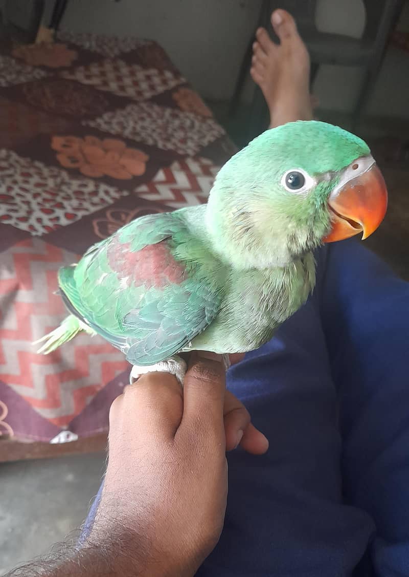 Raw parrots Handtime + talking 3