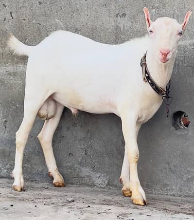 Gulabi Tedda