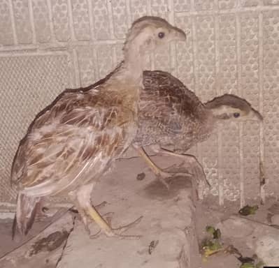 tettar ka chiack ha healthy and active ha