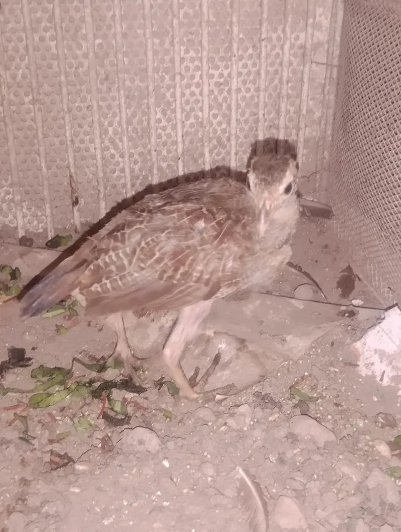 tettar ka chiack ha healthy and active ha — photo 3