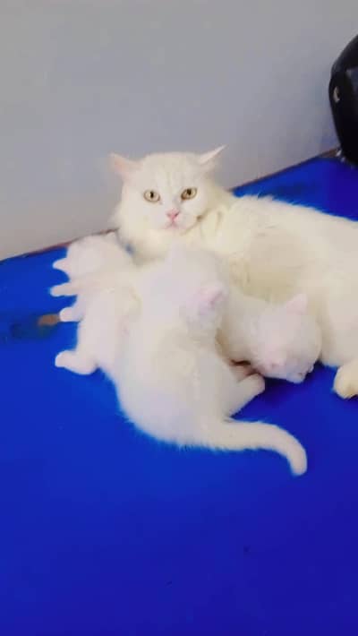 Kittens with Mother