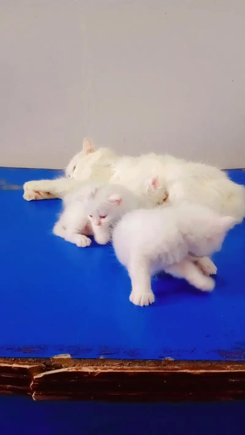 Kittens with Mother — photo 4
