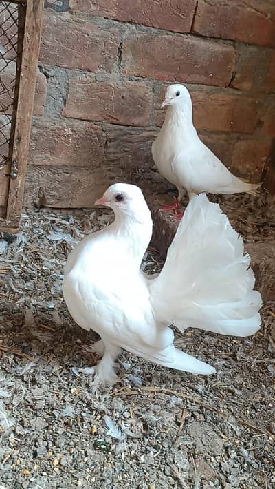 white fantail Lucky kabutar