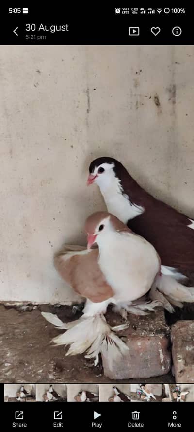 German Sherazi Breeder Pair fancy pigeon