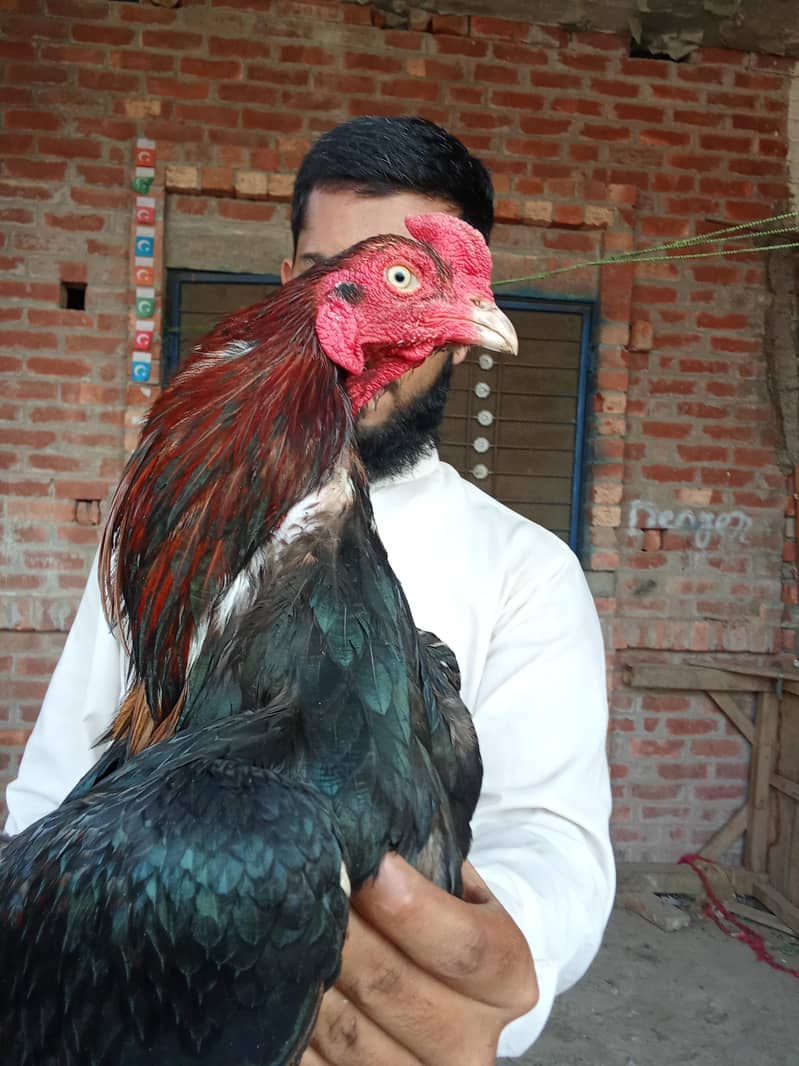 Aseel murga 1