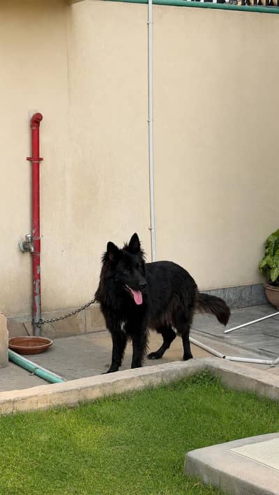 Beautiful Long-Haired Female German Shepherd Healthy & Active For Sale