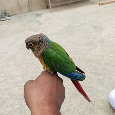suncanore