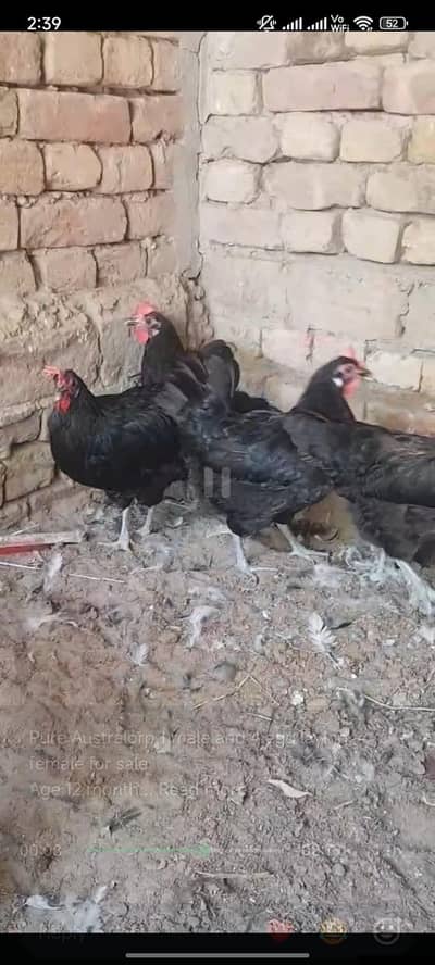 Australorp hen Golden Buff Budgie parrot
