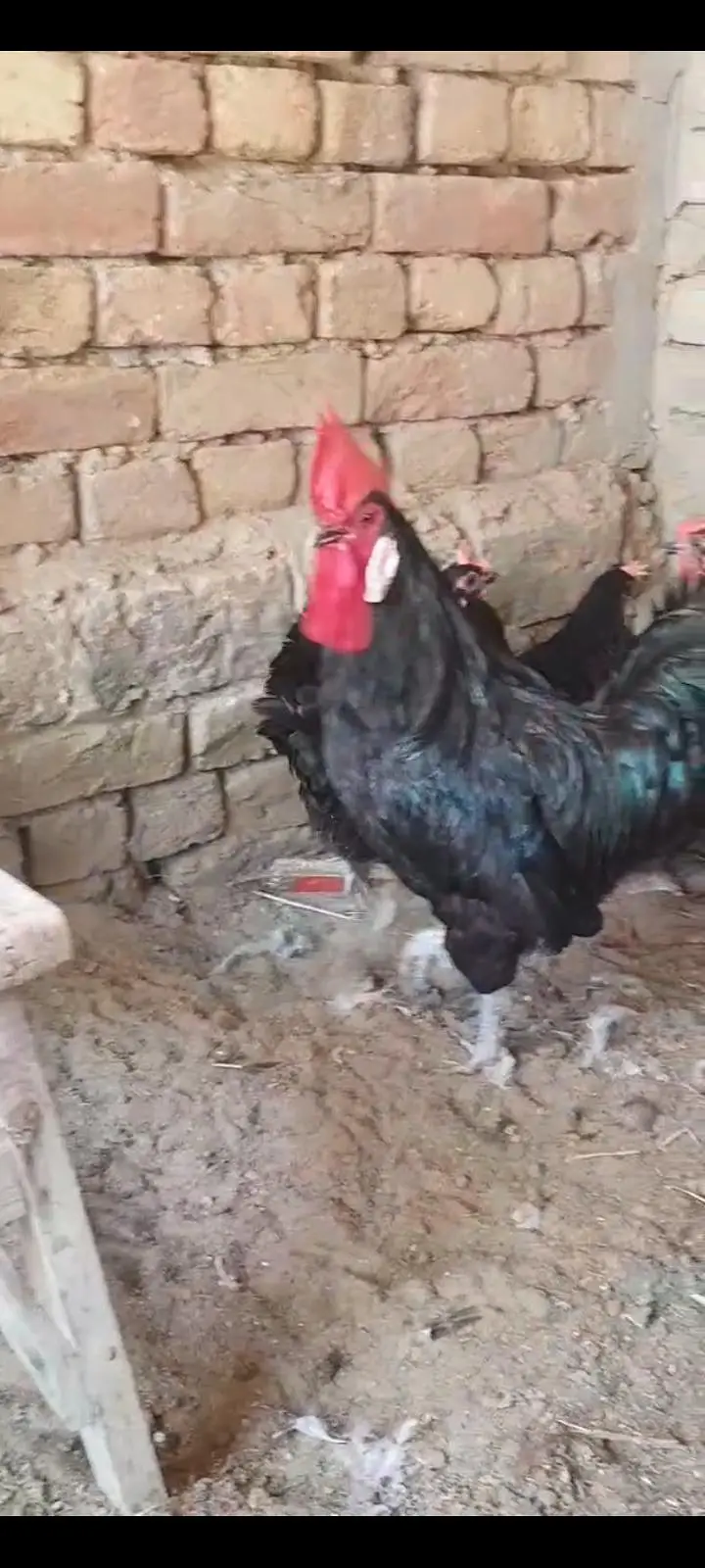 Australorp hen Golden Buff Budgie parrot — photo 2