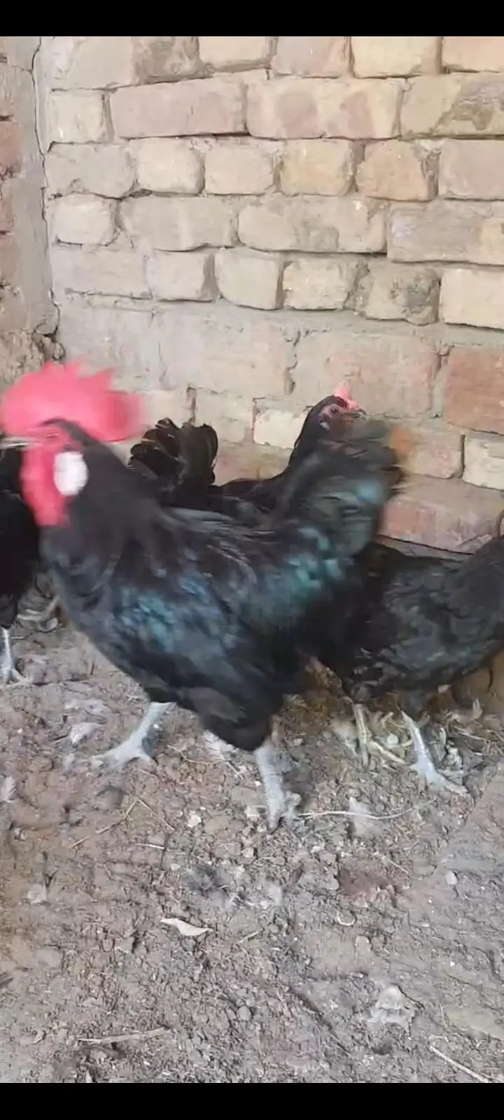 Australorp hen Golden Buff Budgie parrot — photo 3