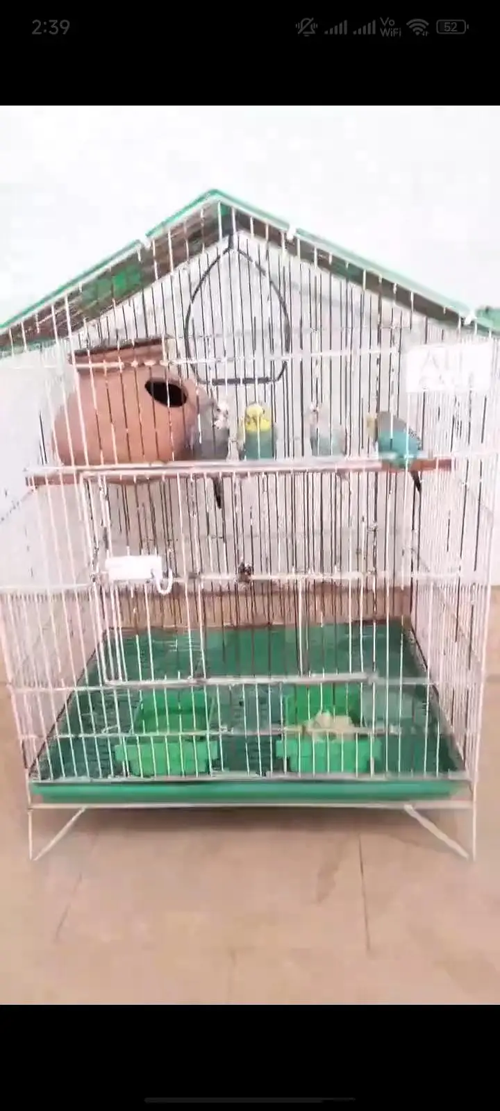 Australorp hen Golden Buff Budgie parrot — photo 5