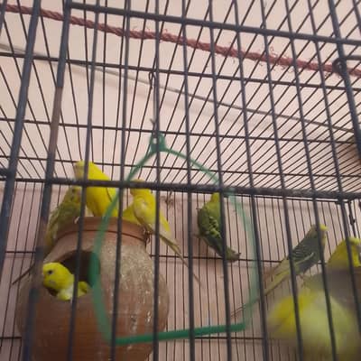 Australian parrots