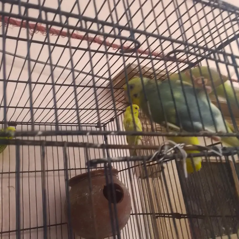 Australian parrots — photo 2