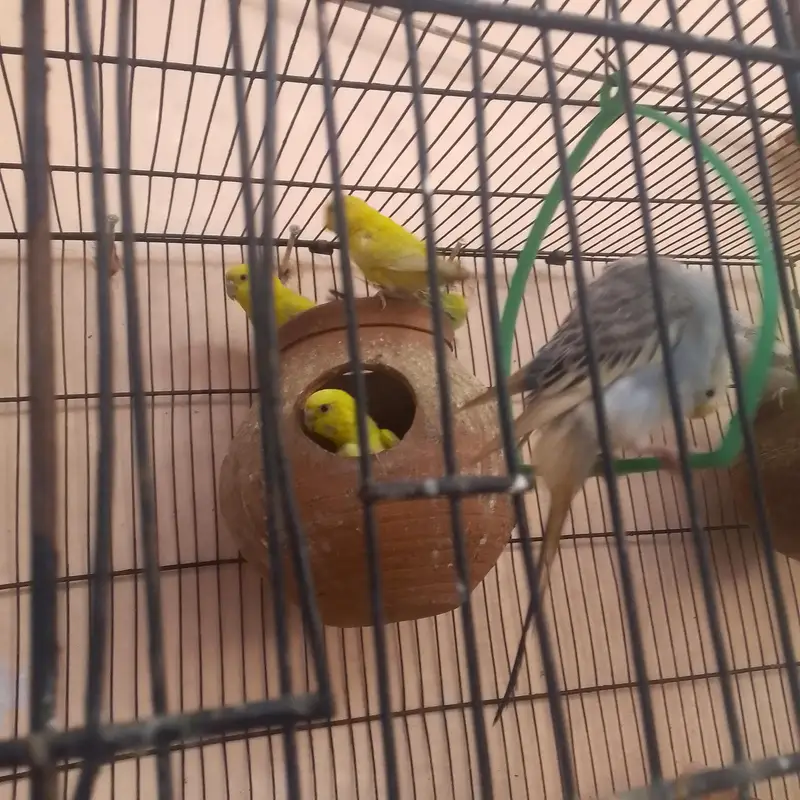 Australian parrots — photo 3