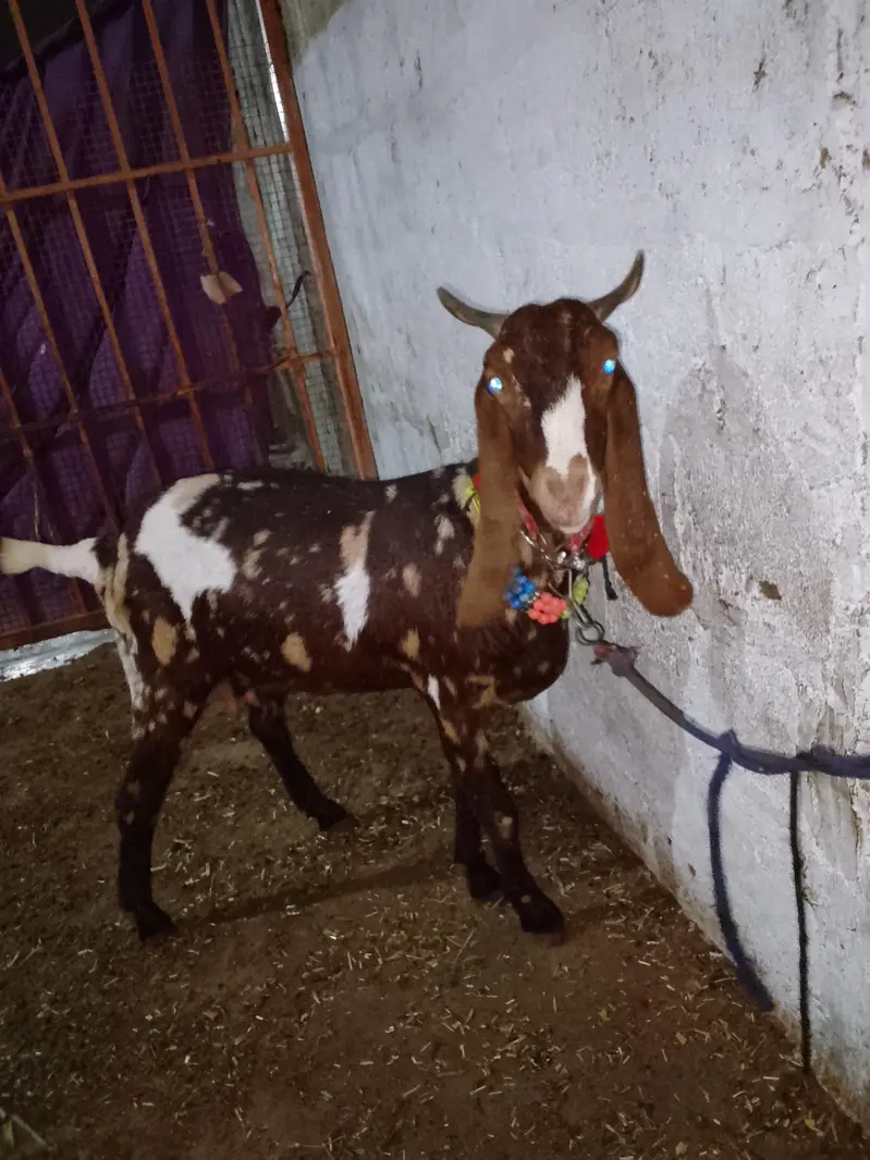 kamori gaban bakri for sale — photo 2