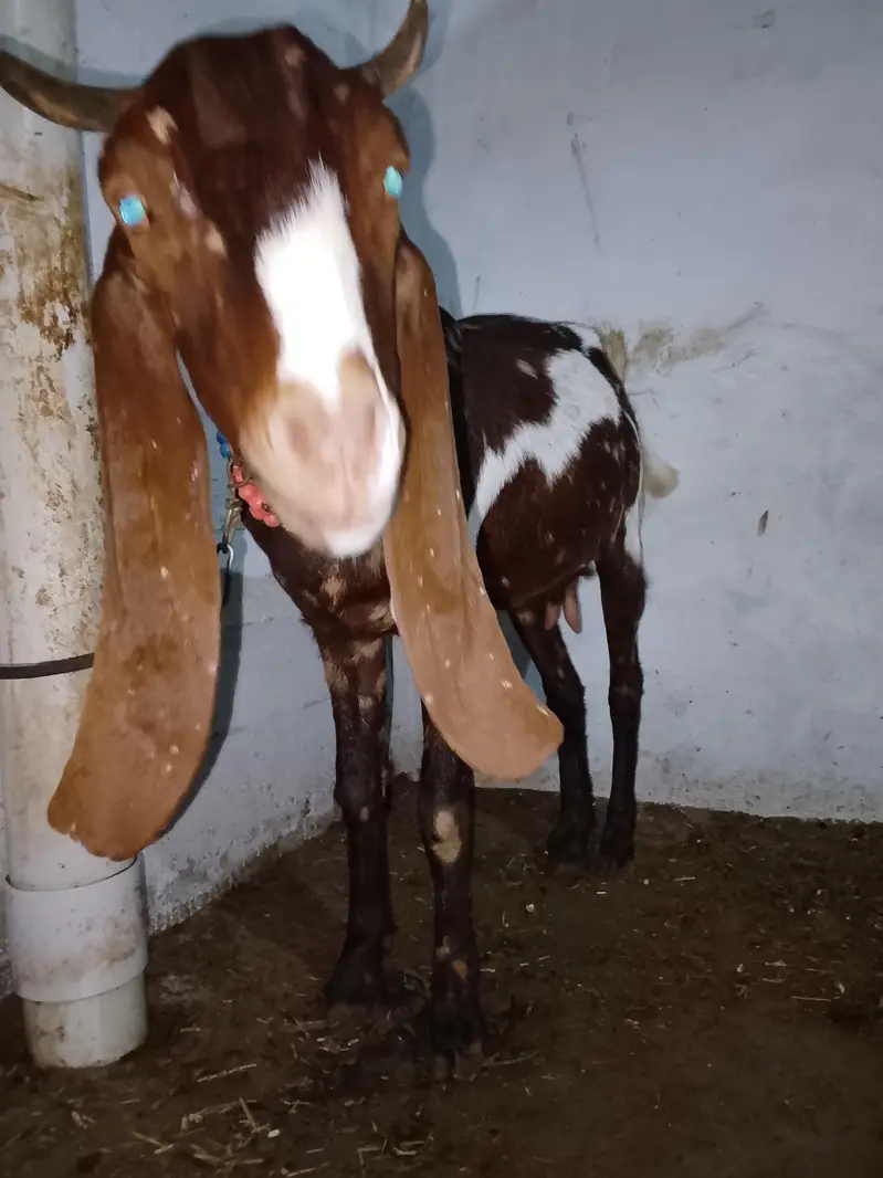 kamori gaban bakri for sale — photo 3