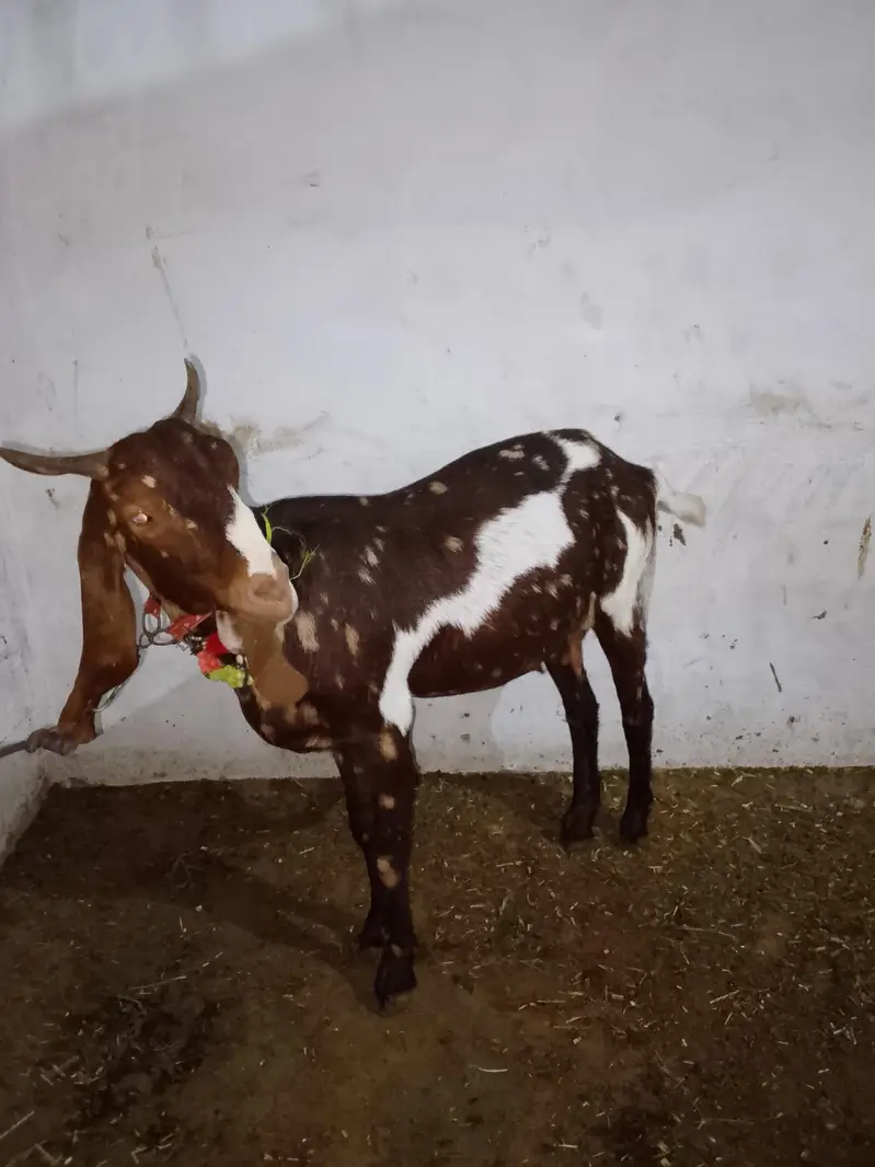 kamori gaban bakri for sale — photo 4