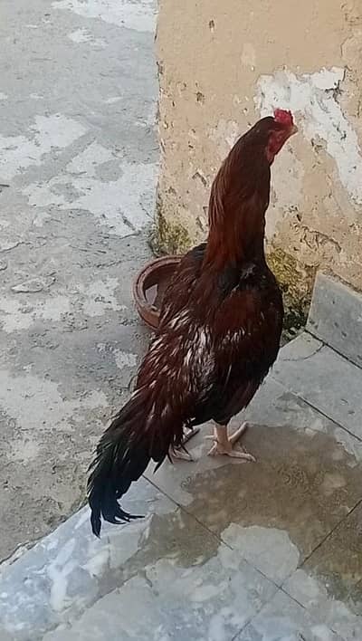 for sale