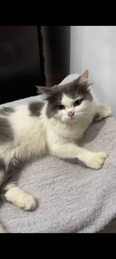 Pretty Cat