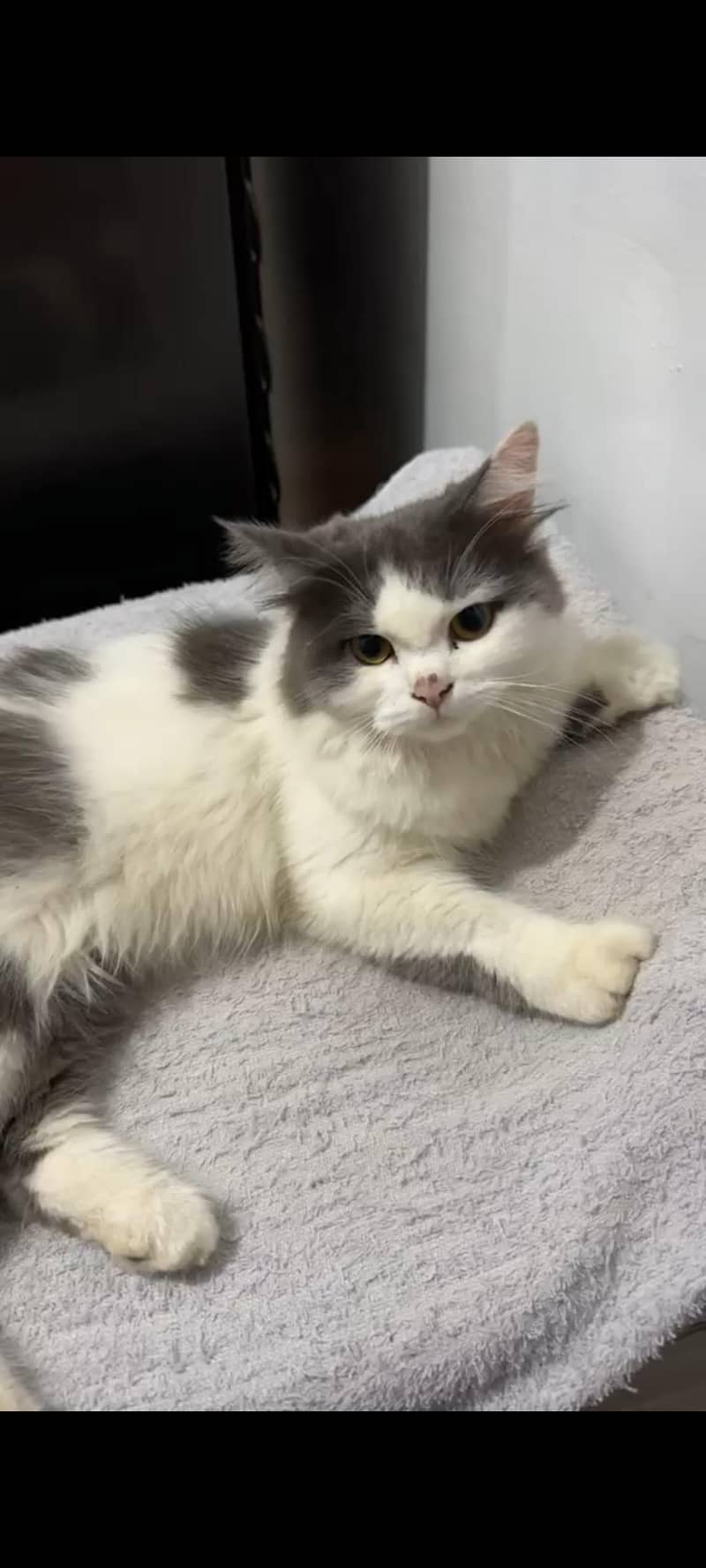 Pretty Cat 0