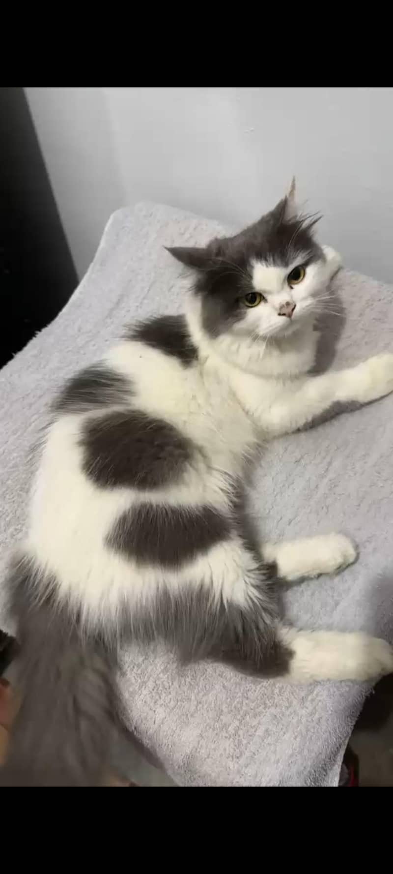 Pretty Cat 1