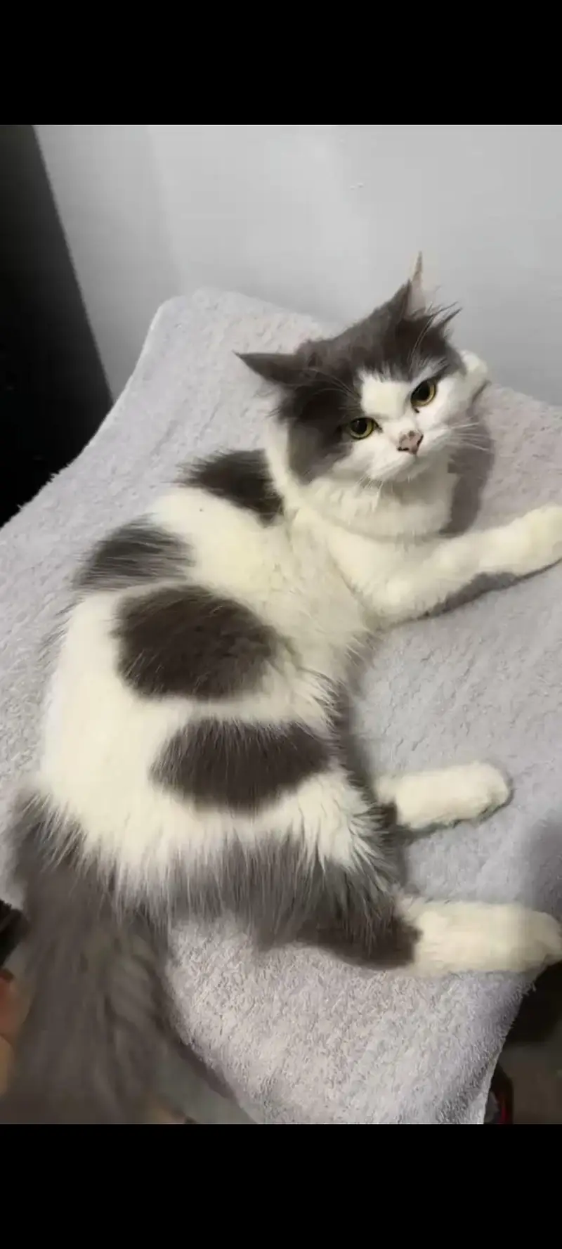 Pretty Cat — photo 2