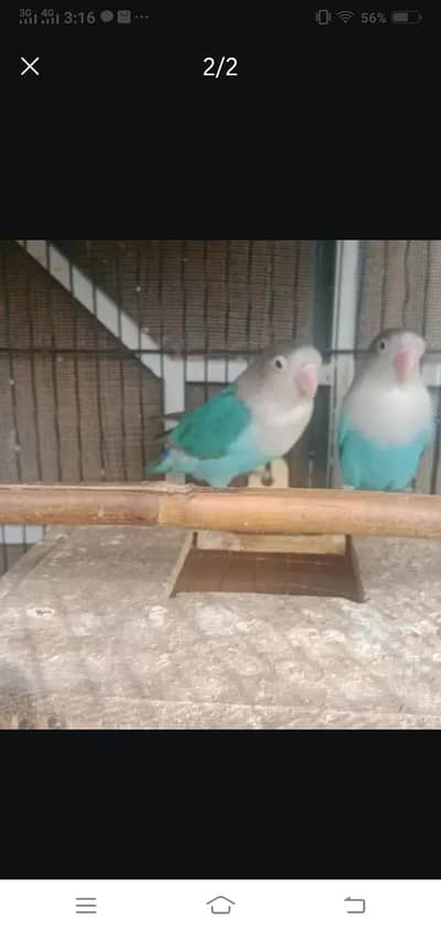 Breeder pair for sale Multan