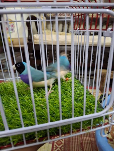 Blue Males sirf 1 sale krna ha 2 rakhny hain
