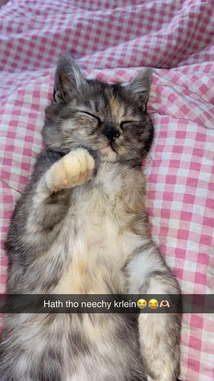 cute Doll face Persian kittten — photo 3