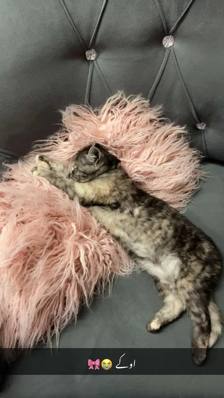 cute Doll face Persian kittten — photo 4