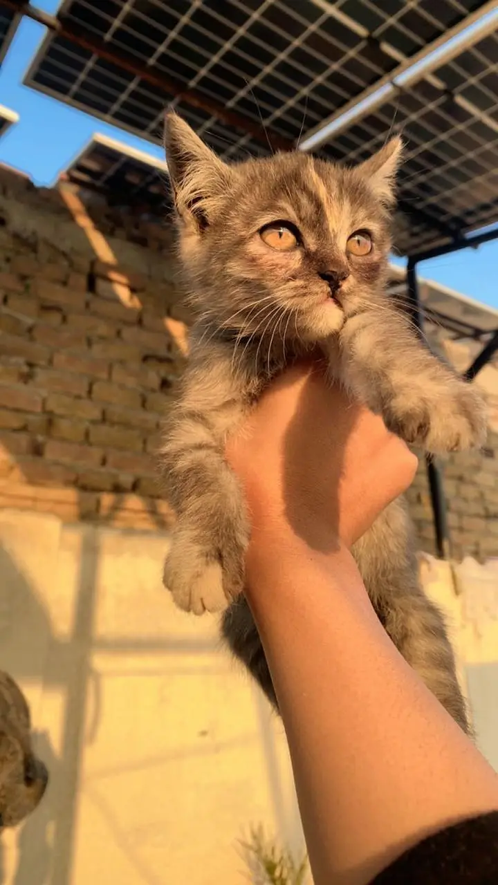 cute Doll face Persian kittten — photo 5