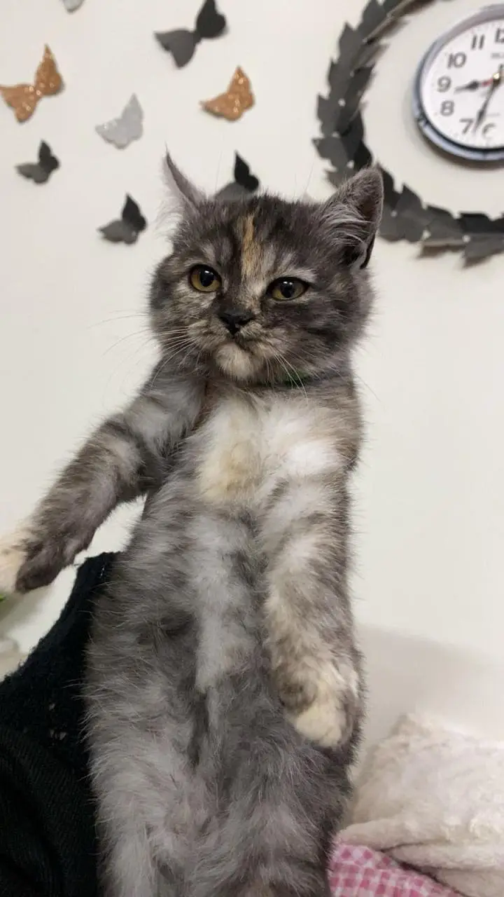 cute Doll face Persian kittten — photo 6