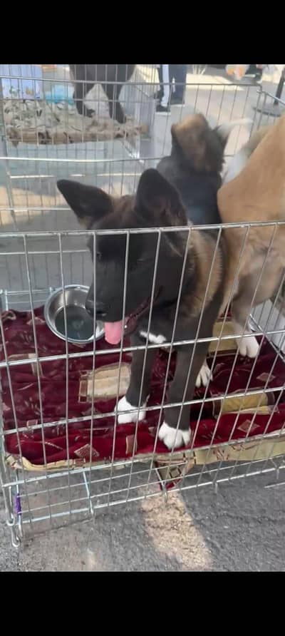 American akita